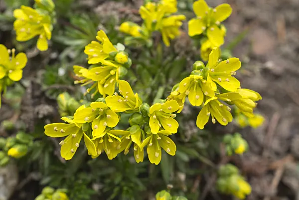 608020 - Whitlow grass (Draba lasiocarpa)