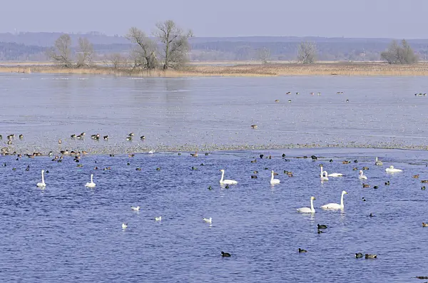 578006 - Whooper swans (Cygnus cygnus) and greylag geese (Anser anser) on a flooded and frozen polder meadow, Lower Oder Valley National Park, Germany