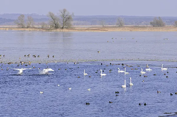 578007 - Whooper swans (Cygnus cygnus) and greylag geese (Anser anser) on a flooded and frozen polder meadow, Lower Oder Valley National Park, Germany