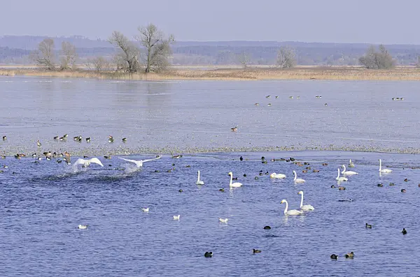 578008 - Whooper swans (Cygnus cygnus) and greylag geese (Anser anser) on a flooded and frozen polder meadow, Lower Oder Valley National Park, Germany