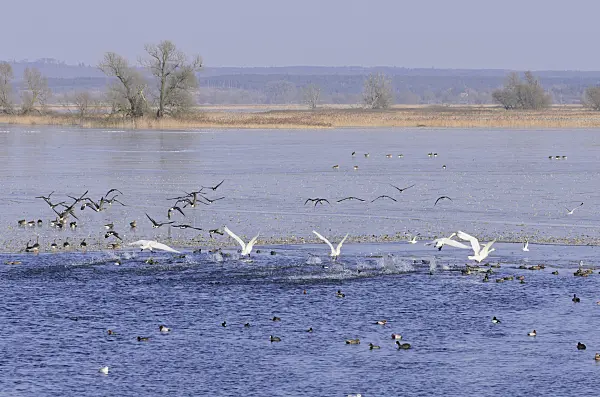 578010 - Whooper swans (Cygnus cygnus) and greylag geese (Anser anser) on a flooded and frozen polder meadow, Lower Oder Valley National Park, Germany
