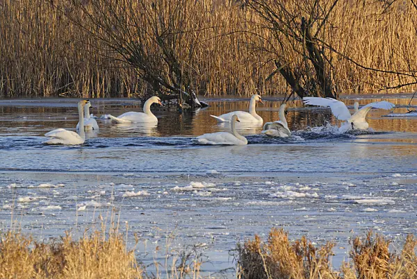 529010 - Whooper swans (Cygnus cygnus) and mute swans (Cygnus olor), Lower Oder Valley National Park, Germany