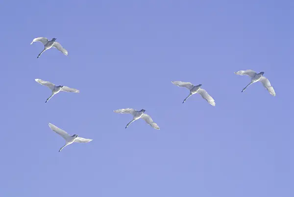 529009 - Whooper swans (Cygnus cygnus), Lower Oder Valley National Park, Germany