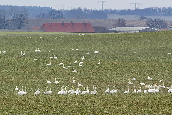 553106 - Whooper swans (Cygnus cygnus) on a field, Brandenburg, Germany