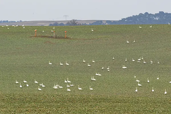 553107 - Whooper swans (Cygnus cygnus) on a field, Brandenburg, Germany