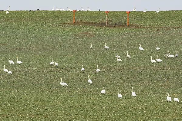 553108 - Whooper swans (Cygnus cygnus) on a field, Brandenburg, Germany