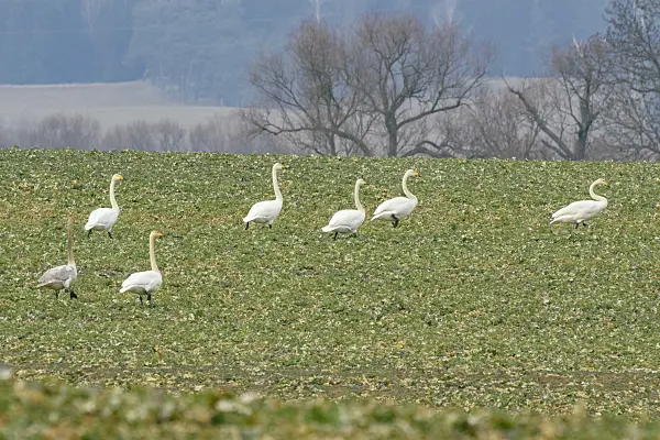 553109 - Whooper swans (Cygnus cygnus) on a field, Brandenburg, Germany