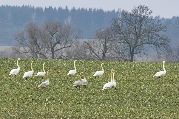 553110 - Whooper swans (Cygnus cygnus) on a field, Brandenburg, Germany