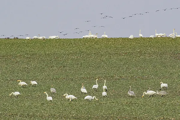 553111 - Whooper swans (Cygnus cygnus) on a field, Brandenburg, Germany