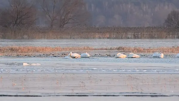 505011 - Whooper swans (Cygnus cygnus) on a flooded and frozen polder meadow, Lower Oder Valley National Park, Germany