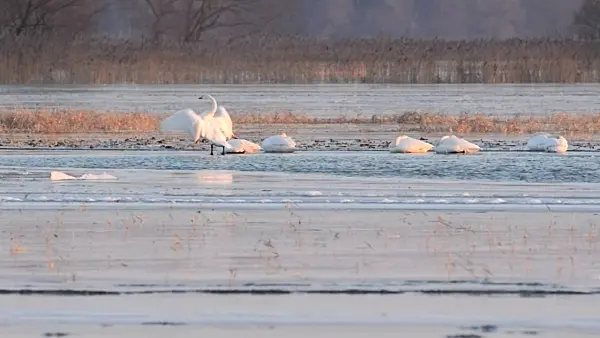 505012 - Whooper swans (Cygnus cygnus) on a flooded and frozen polder meadow, Lower Oder Valley National Park, Germany