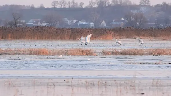 505013 - Whooper swans (Cygnus cygnus) on a flooded and frozen polder meadow, Lower Oder Valley National Park, Germany