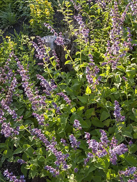 402053 - Whorled sage (Salvia verticillata)