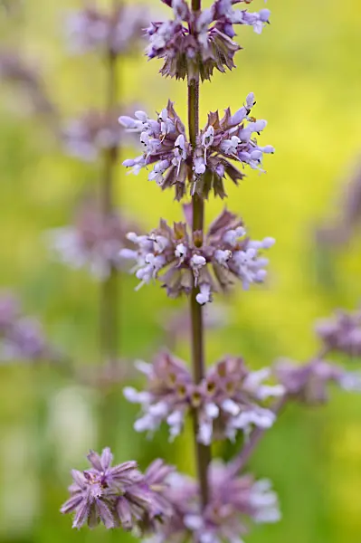 485182 - Whorled sage (Salvia verticillata)