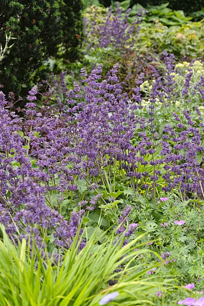 486049 - Whorled sage (Salvia verticillata)