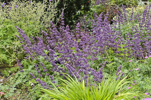 486050 - Whorled sage (Salvia verticillata)