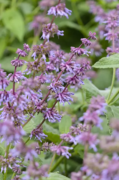 521516 - Whorled sage (Salvia verticillata)