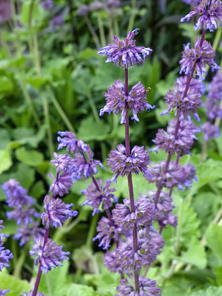 461105 - Whorled sage (Salvia verticillata 'Purple Rain')