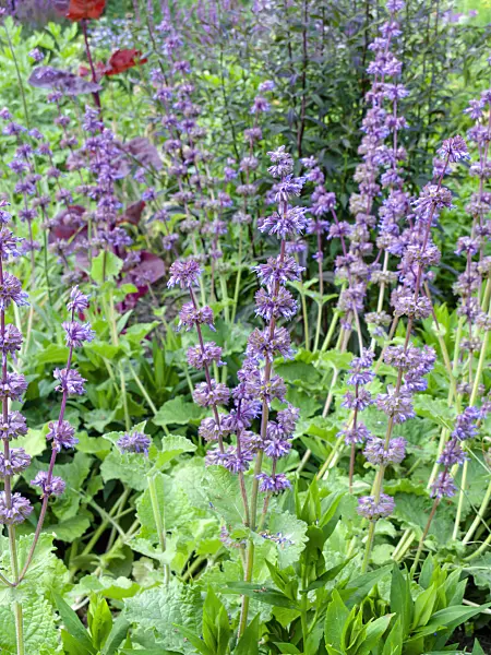 461106 - Whorled sage (Salvia verticillata 'Purple Rain')