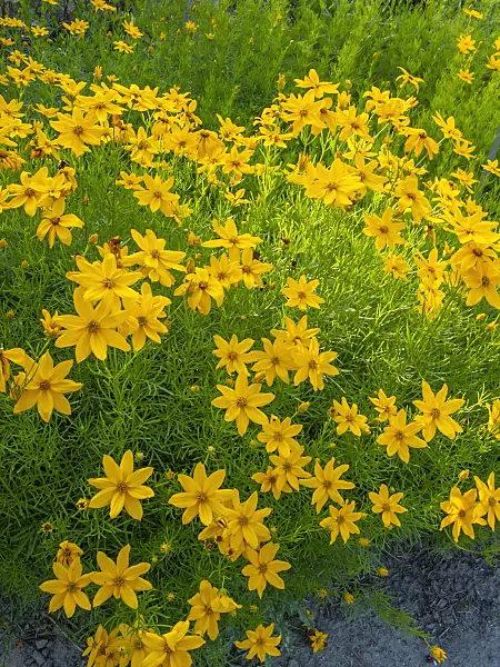 402221 - Whorled tickseed (Coreopsis verticillata)