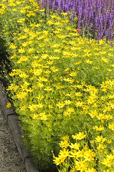 545185 - Whorled tickseed (Coreopsis verticillata)