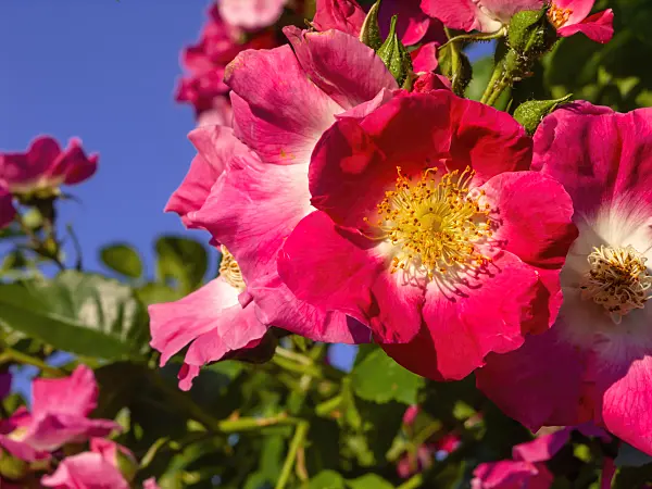 438312 - Wichuraiana rose (Rosa American Pillar)