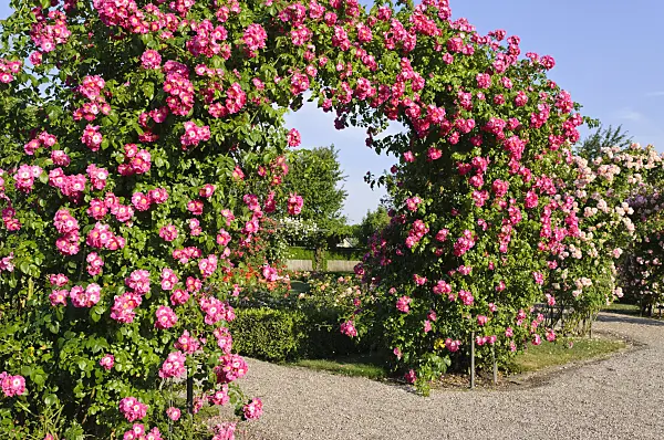485201 - Wichuraiana rose (Rosa American Pillar)