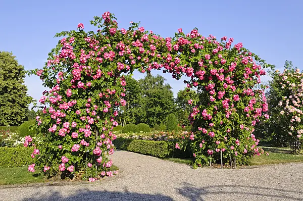 485202 - Wichuraiana rose (Rosa American Pillar)