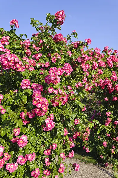 485203 - Wichuraiana rose (Rosa American Pillar)