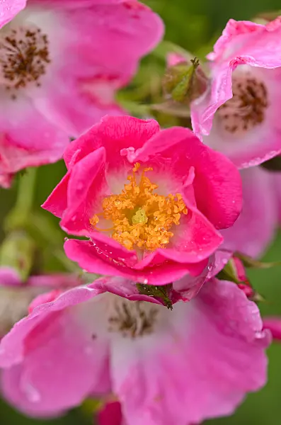 521438 - Wichuraiana rose (Rosa American Pillar)