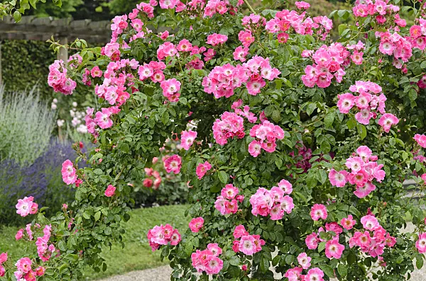 521474 - Wichuraiana rose (Rosa American Pillar)