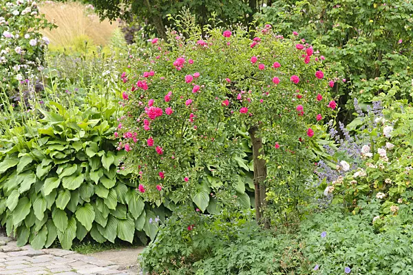 486084 - Wichuraiana rose (Rosa Excelsa)