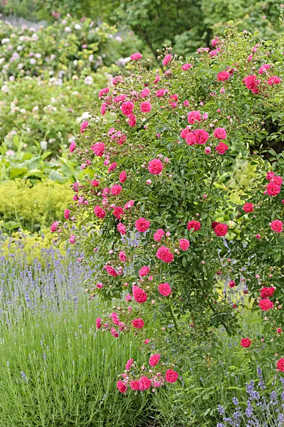 486085 - Wichuraiana rose (Rosa Excelsa)