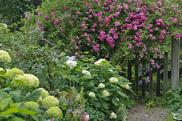 482003 - Wichuraiana-Rose (Rosa Excelsa) und Hortensie (Hydrangea)