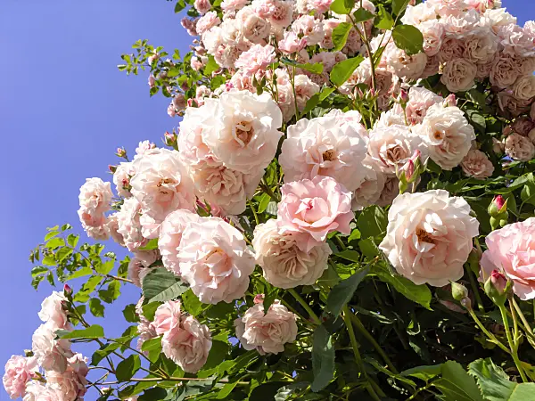 461044 - Wichuraiana rose (Rosa Johanna Röpke)