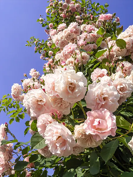 461045 - Wichuraiana rose (Rosa Johanna Röpke)