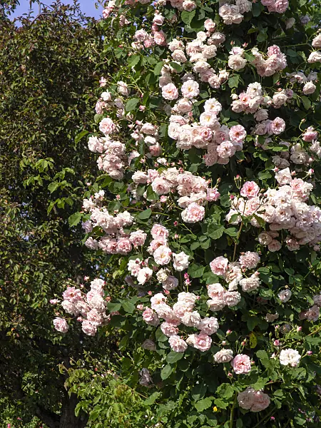 461047 - Wichuraiana rose (Rosa Johanna Röpke)