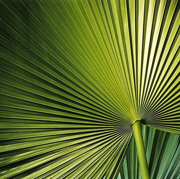 253003 - Widely spread palm leaf with stalk in various green shades
