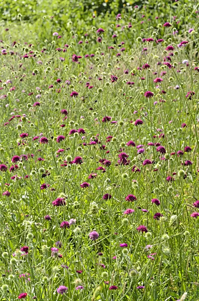 521133 - Widow flower (Knautia Melton Pastels)