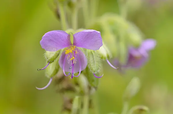 549058 - Widow's tears (Tinantia erecta)