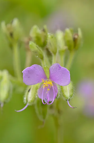 549059 - Widow's tears (Tinantia erecta)