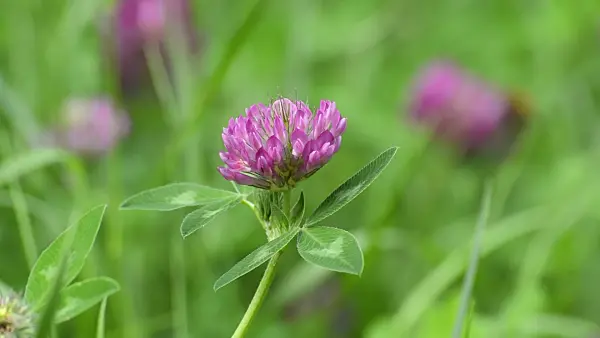 510035 - Wiesenklee (Trifolium pratense)