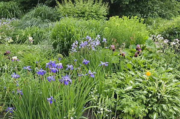 472395 - Wiesenschwertlilie (Iris sibirica)
