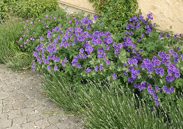 471387 - Wiesenstorchschnabel (Geranium pratense 'Johnsons Blue')