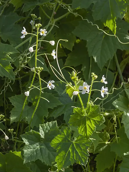 405077 - Wild balsam apple (Echinopepon wrightii)