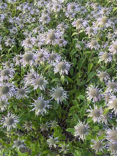 403076 - Wild bergamot (Monarda fistulosa)