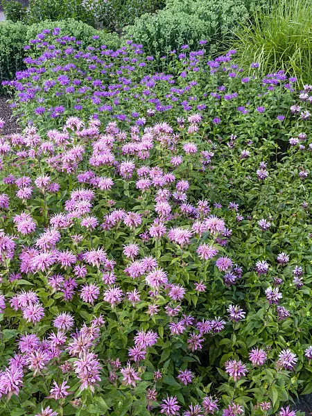 462020 - Wild bergamot (Monarda fistulosa)