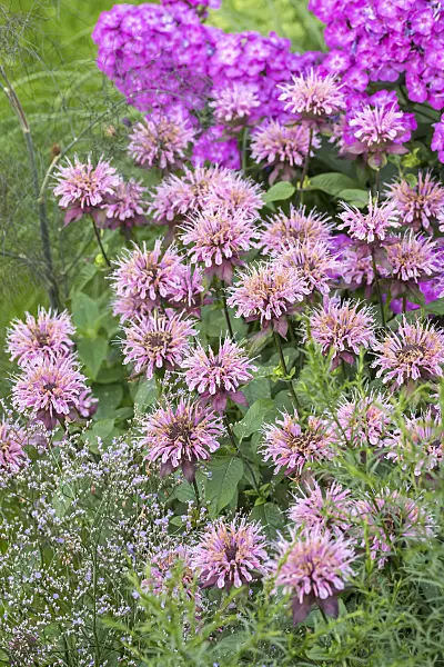 638172 - Wild bergamot (Monarda fistulosa 'Beauty of Cobham')