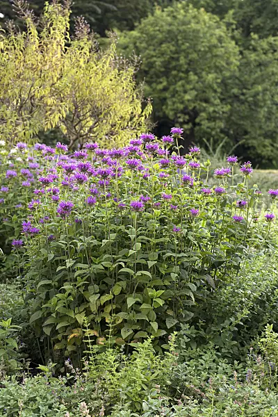 651398 - Wild bergamot (Monarda fistulosa 'Blaustrumpf')
