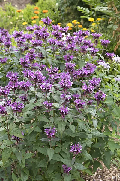 651399 - Wild bergamot (Monarda fistulosa 'Blaustrumpf')